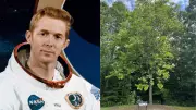Moon Trees: Apollo 14 Seeds That Orbited the Moon Still Thrive Today