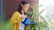 Morning vs Evening Watering: Best for Plants in Extreme Summer Heat