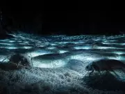 Movile Cave: A 5.5-Million-Year-Old Ecosystem Without Sunlight