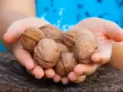 Mumbai Customs Uncovers Walnut Import Duty Evasion Worth Rs 24.4 Crore