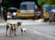 Mumbai Dog Shelter Plans Face Activist Opposition Over Cruelty and Cost Concerns