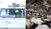 Mumbai Police Cancels Goat Sacrifice After Community Clash in Goregaon
