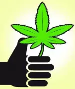 Mumbai Police Destroy Illegal Cannabis Saplings Near Bhandup Hill Reservoir