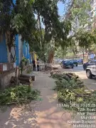 Mumbai Teen Brain Dead After Tree Falls on Auto; Friend Critical