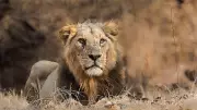Mumbai Zoo to Welcome Asiatic Lions After a Decade-Long Gap