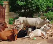 Muslim clerics urge year-round cattle slaughter ban enforcement, demand national animal status for cow