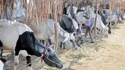 Muslim Leader Backed Cow Slaughter Ban as Fundamental Right in Assembly