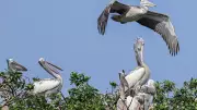 Mysuru Zoo on High Alert After H5N1 Kills 40+ Peacocks in Tumakuru