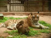 Mysuru Zoo Prepares Action Plan to Combat Avian Influenza Threat