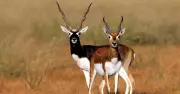 National Endangered Species Day: India's Struggling Wildlife from Nilgiri Tahr to Bengal Tiger