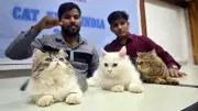 Navi Mumbai to Host World's Biggest Cat Show with 600 Felines