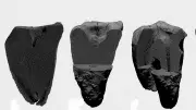 Neanderthals Performed Advanced Dental Procedures 400,000 Years Ago