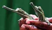 Nearly 50 Baby Gharials Hatch in Chambal Sanctuary, Boosting Conservation