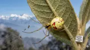 New Himalayan Happy-Face Spider Discovered in Uttarakhand Forests