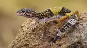 New Leopard Gecko Species Eublepharis jhuma Discovered in Bihar's Kaimur Hills