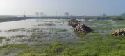 NGT Focus on Twin Challenges in Haryana: Too Much Water, Too Little of It
