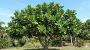 Night-Time Photosynthesis in Clusia Rosea: A Key to Water Conservation