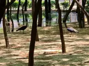 Noida Greenbelt Becomes Sanctuary for Cranes, Black Ibises, Peacocks