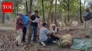 NTCA Team Rules Out Tranquiliser Overdose in Bandhavgarh Tiger Death