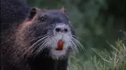 Nutria Invasion in California: Deliberate Release Suspected in Wetland Damage