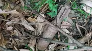 Old Mortar Shell Recovered and Defused in Poonch Park
