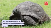 Oldest Living Land Animal Jonathan the Tortoise Turns 194, Still Active