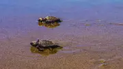 Olive Ridley Turtle Season Ends with 6,173 Hatchlings Released in Goa