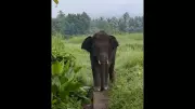 Omkar Elephant Spotted Near Goa Border Again, Officials on Alert