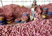 Onion Price Drop Worries Farmers, Demand Rs 1,500/Quintal Grant