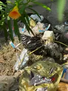 Open Dumping of Medical Waste Raises Health Concerns in Punjab's Doraha