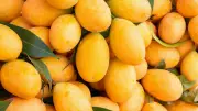 Optimal 12°C Temperature Delays Mango Ripening, Extends Freshness