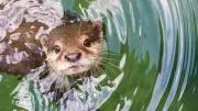 Otters Are Related to Wolverines: 7 Surprising Facts You Didn't Know