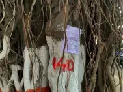 Over 500 Trees at Risk in Pune Road Widening Project, Citizens Protest