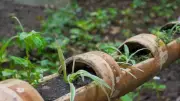 Overwatering Plants in Indian Summers: A Common Mistake That Kills