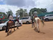 Panchgani Police and Civic Body Crack Down on Overcharging Horse Operators