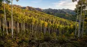 Pando: The 13-Million-Pound Forest That Is Actually One Tree