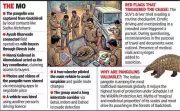 Pangolin Trafficking Racket Busted: Rs 8 Crore Deal Exposed in Gujarat