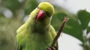 Parakeets as Environmental Indicators: Climate Change and Urban Adaptation