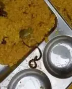 Patna HC Flags Recovery of Small Snakes from Food Plates in Saharsa Mid-Day Meal Case