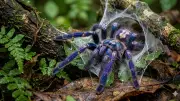 Pawan Kalyan Drives Peacock Tarantula Conservation in Eastern Ghats