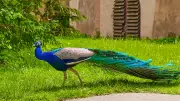 Peacock in the Park: A Symbol of Urban Wildlife Encounters