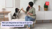 Pet Sitting: From Family Care to Global Travel Trend Explained
