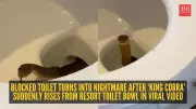 Philippines Toilet Snake: Friends' Vacation Turns Into Nightmare