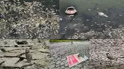 Pipeline Leak Dries Up Revived Delhi Lake, Killing Hundreds of Fish
