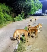 PMC Plans Stray Dog Census in Pune Following Supreme Court Directives