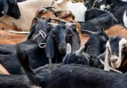 Police Warn Against Illegal Animal Sacrifice During Bakrid in Sambhajinagar