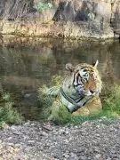 Porcupine Quills Found Embedded in Tiger T-120 in Ranthambore