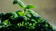 Pre-Monsoon Gardening: Best Plants to Grow Before Rains in India