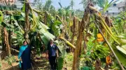 Pre-monsoon Rains, Winds Cause Rs 1.38 Crore Crop Damage in Ernakulam