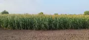 Preparing for a Tough Farming Season Ahead